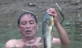 冲哥爆料鲛鱼儿视频,鲛鱼儿视频背后的惊人真相